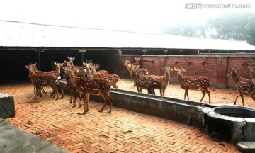 吉林梅花鹿之乡 动物摄影