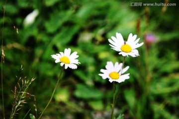 长白山 小花