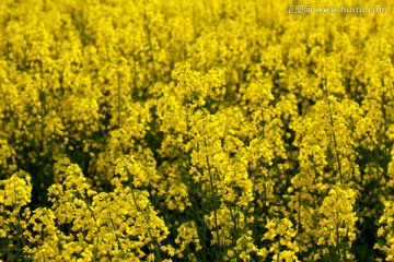 油菜花