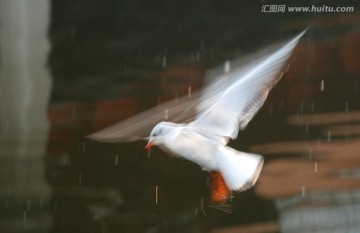 慢门海鸥