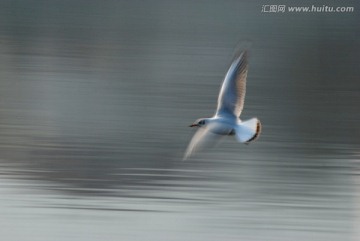 慢门海鸥