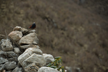 玛尼石堆上站立的小鸟