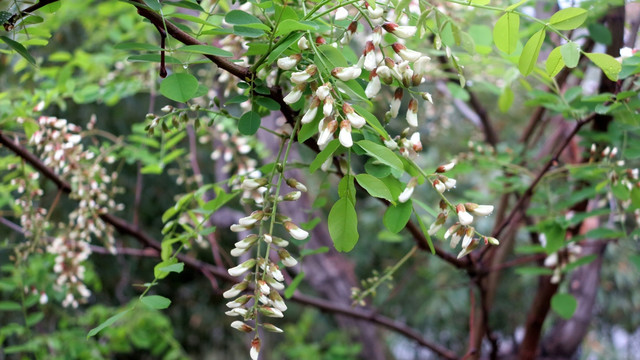 洋槐树 洋槐花