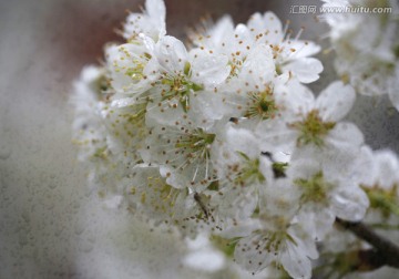 樱桃花