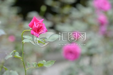 月季花 中国玫瑰