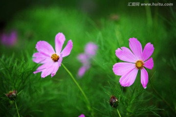 小花 美丽的小花 粉色小花