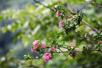 紫丁香 花卉