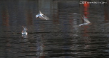 慢门海鸥