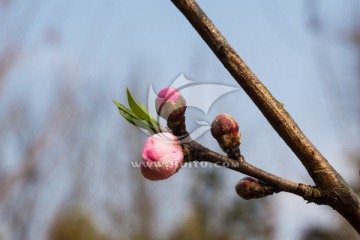 初春的花苞