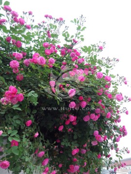 蔷薇花