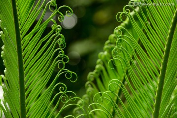 绿色植物卷帘