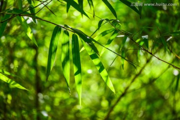 阳光下的竹叶