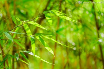 春天里的竹子