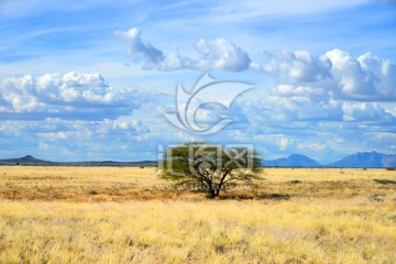 纳米比亚自然风光风景草原