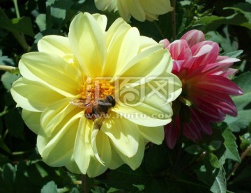 大丽菊与蜜蜂