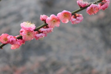 梅花 红梅