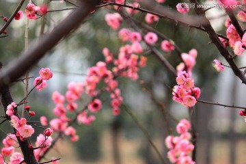 梅花 红梅