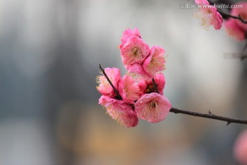 梅花 红梅
