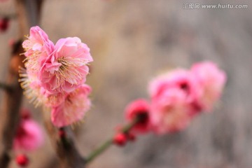 梅花 红梅