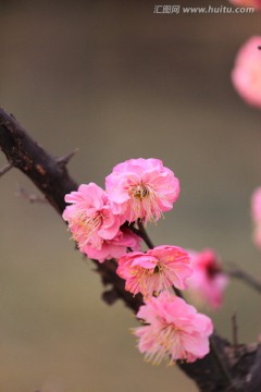 梅花 红梅