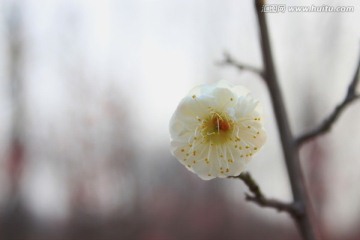 梅花