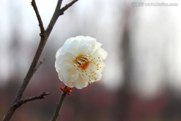 梅花