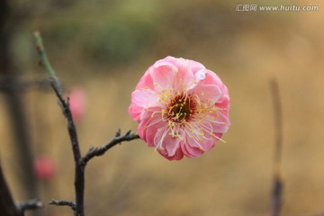 红梅