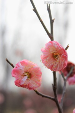 梅花
