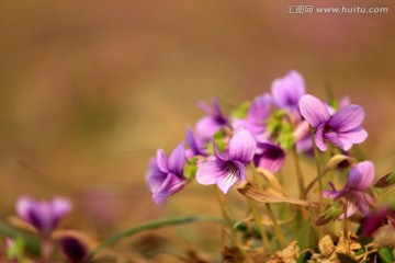 紫色的花