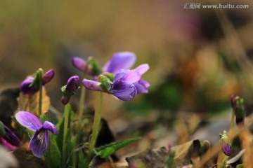 静静绽放的小花