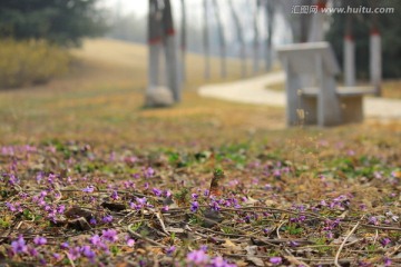 小野花