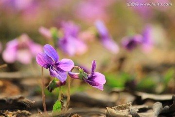 静静绽放的小花