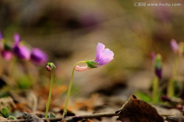 含苞待放的花朵