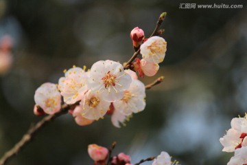 鲜花绽放