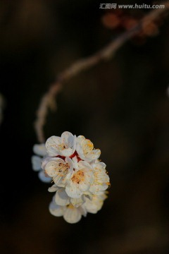 花俏枝头