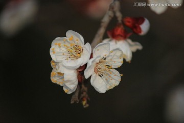 花俏枝头