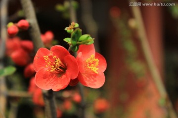 海棠花