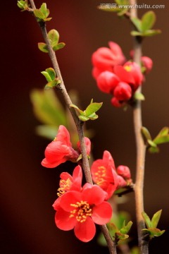 海棠花