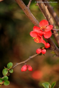海棠花