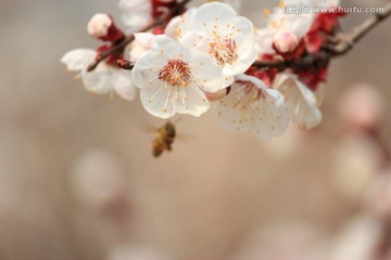 浪漫樱花