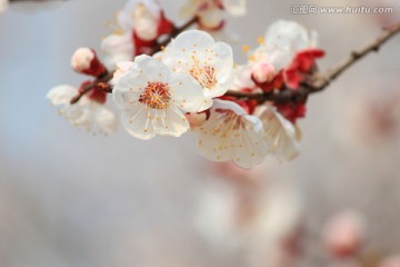 杏花