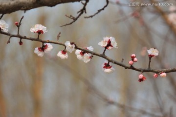 花枝