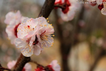 杏花