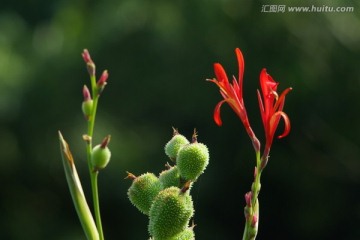 花果