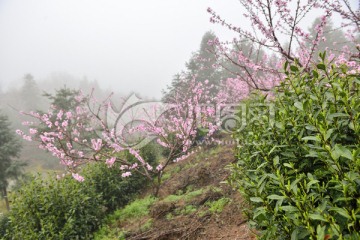 茶芽 采茶