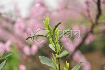 茶芽