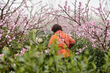 采茶 生态茶园