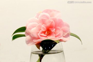 山茶花