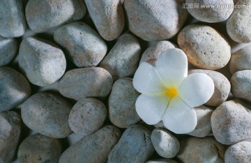 石头上的香皂花