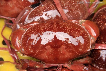 诱人的海螃蟹